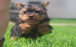 Yorkshire Terrier dogs for sale: Sweetie - Image 1