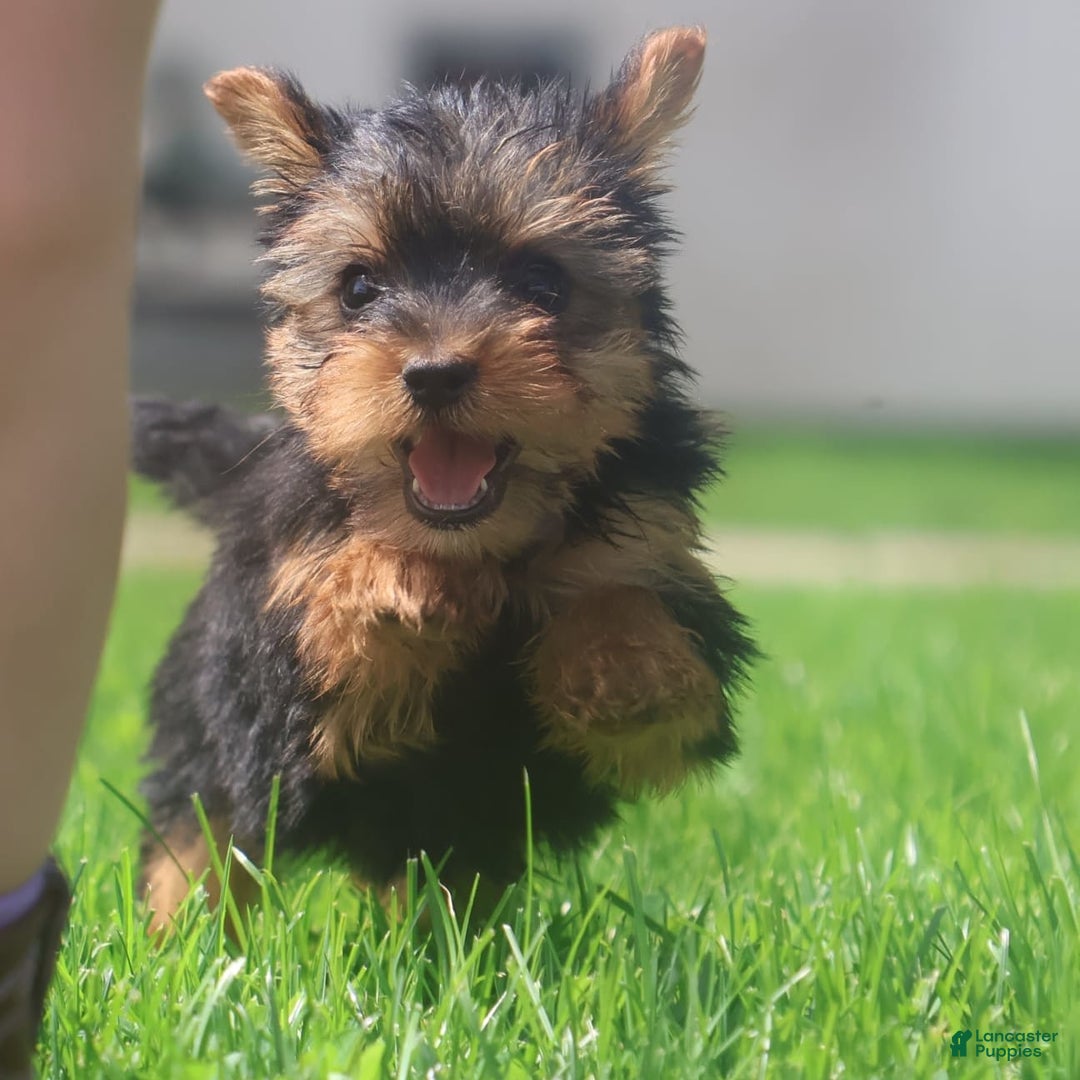 Yorkshire Terrier dogs for sale: Sweetie - Image 1