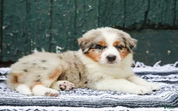 Australian Shepherd dogs for sale: Atlas - Image 4