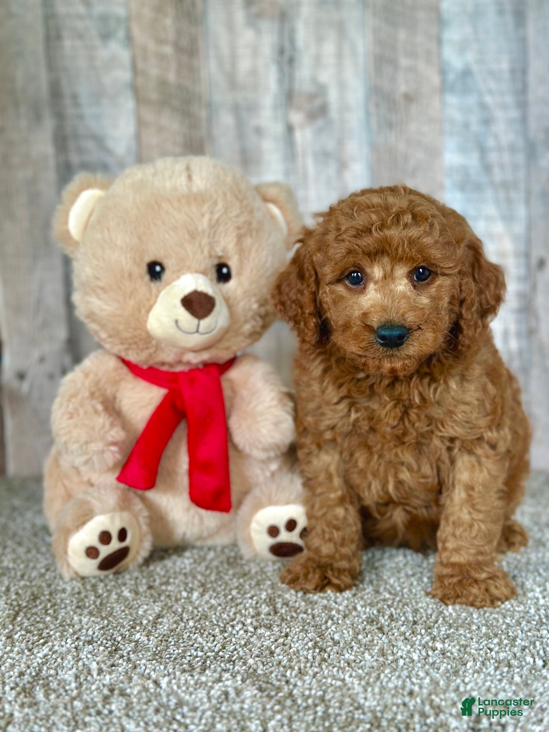 Mini Goldendoodle dogs for sale: Lemon - Image 7