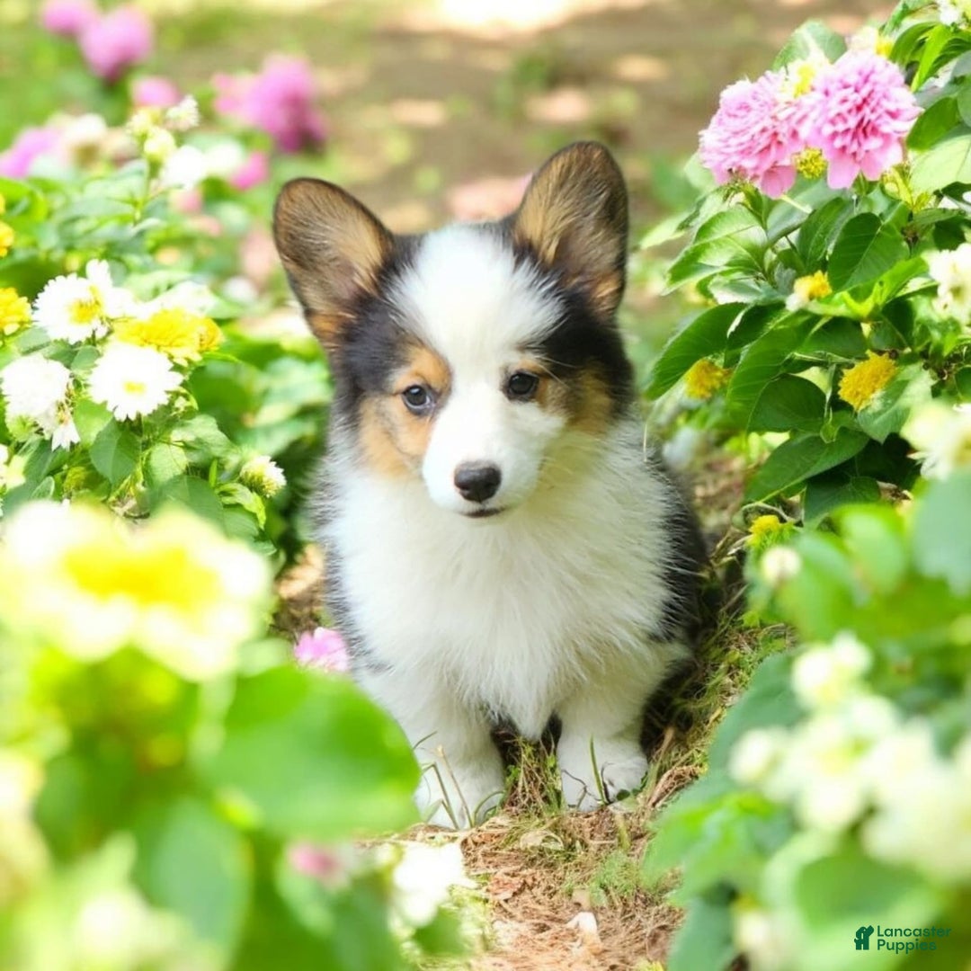 Welsh Corgi Pembroke dogs for sale: Trixie Fluffy - Image 3