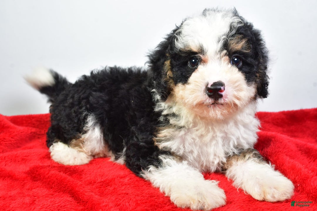 Mini Bernedoodle dogs for sale: Walker - Image 7