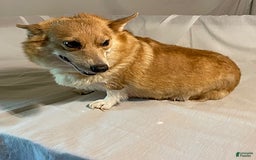 Welsh Corgi Pembroke dogs for sale: Jasper - Image 7