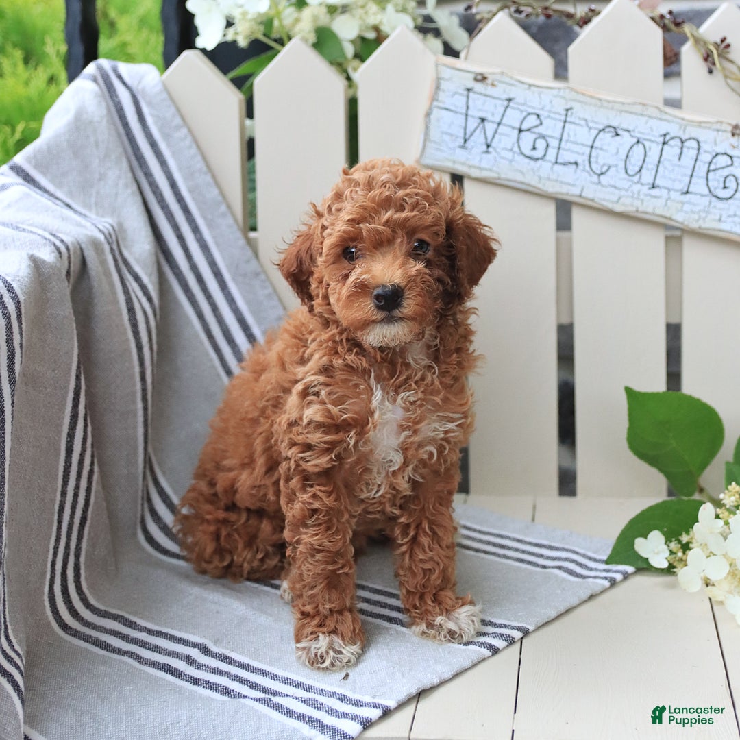 Miniature Poodle dogs for sale: Lacy - Image 3