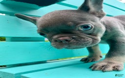 French Bulldog dogs for sale: Luna - Image 38