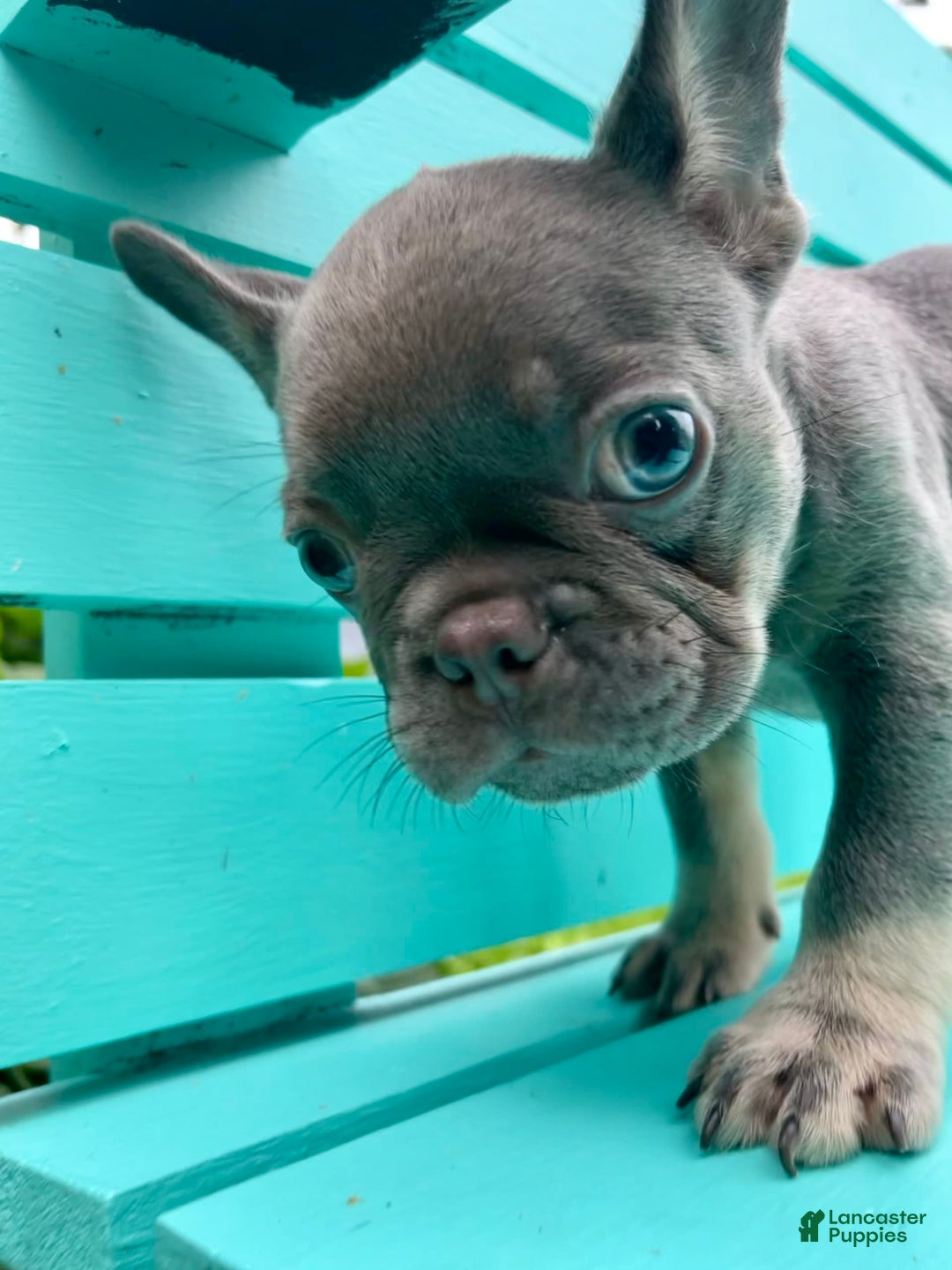 French Bulldog dogs for sale: Luna - Image 38