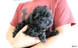 Shihpoo dogs for sale: Layla - Image 11