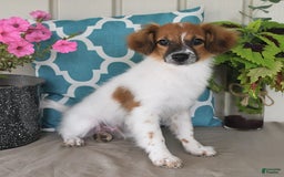 Papillon dogs for sale: Chico - Image 5