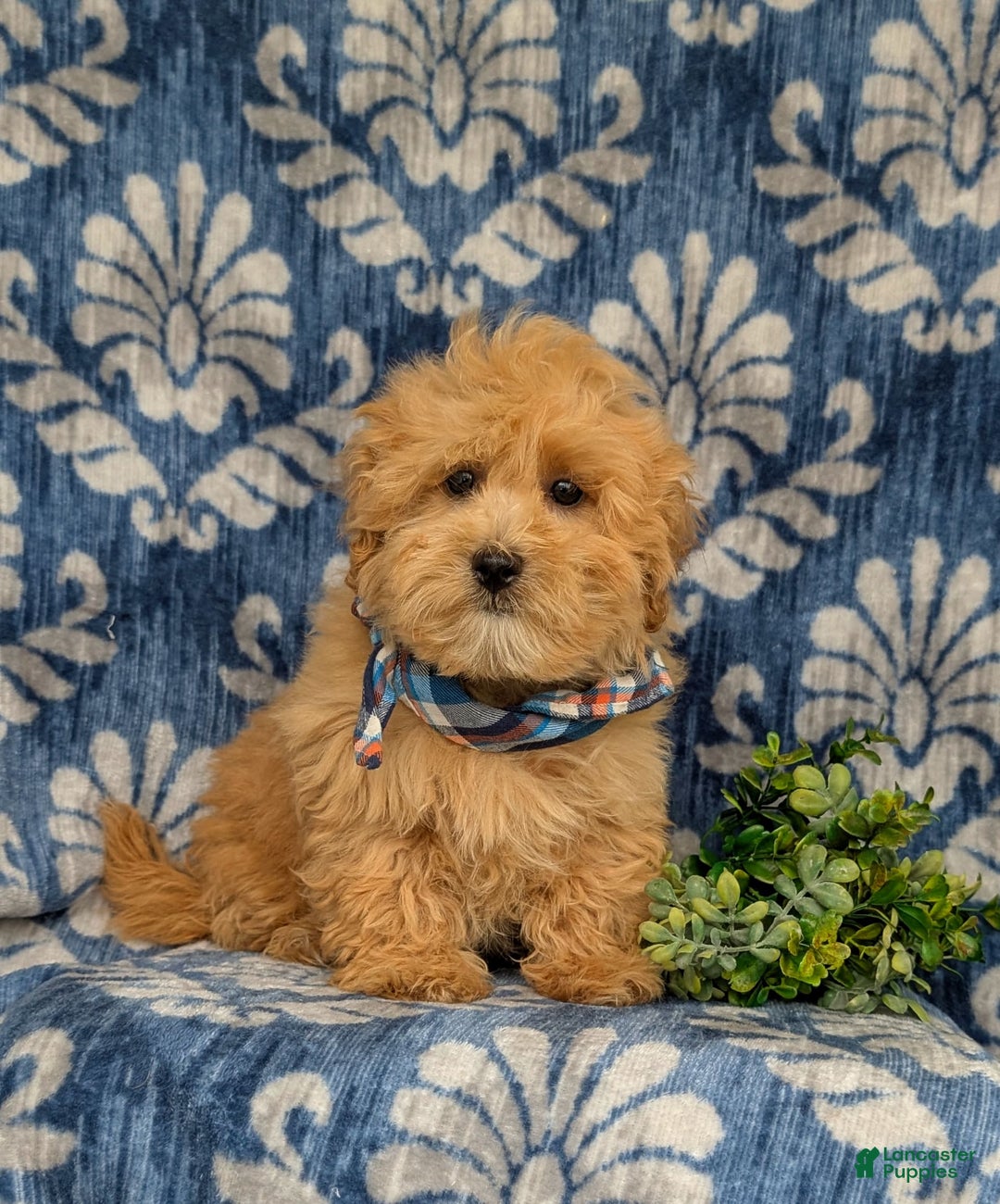 Maltipoo dogs for sale: Whelan - Image 2