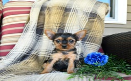 Yorkshire Terrier dogs for sale: Tilly - Image 3