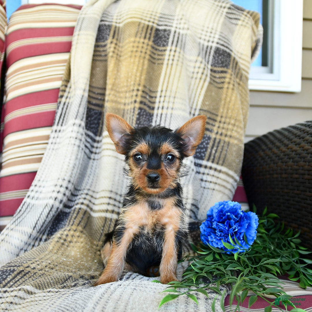 Yorkshire Terrier dogs for sale: Tilly - Image 3