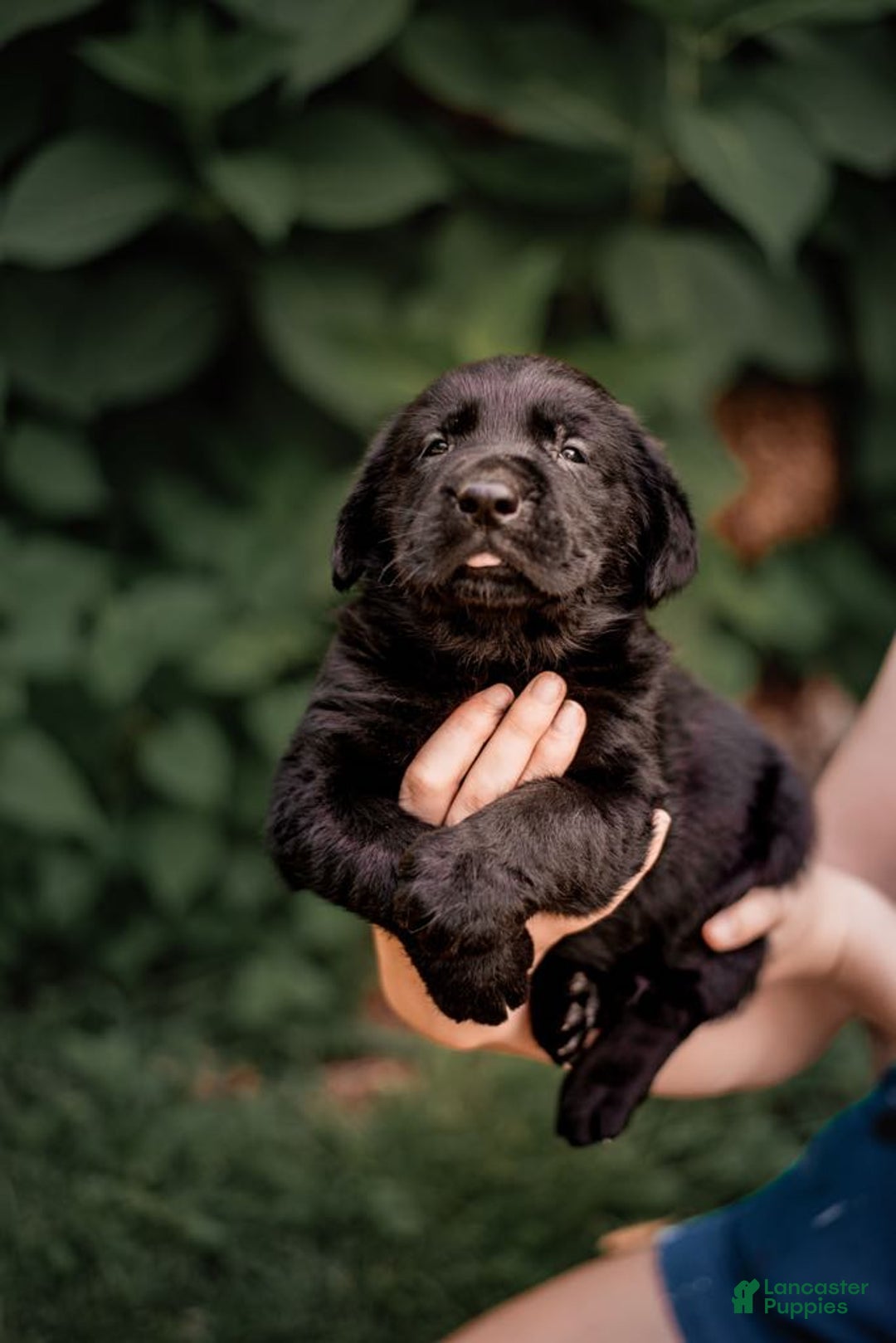 Goldador dogs for sale: Green - Image 6