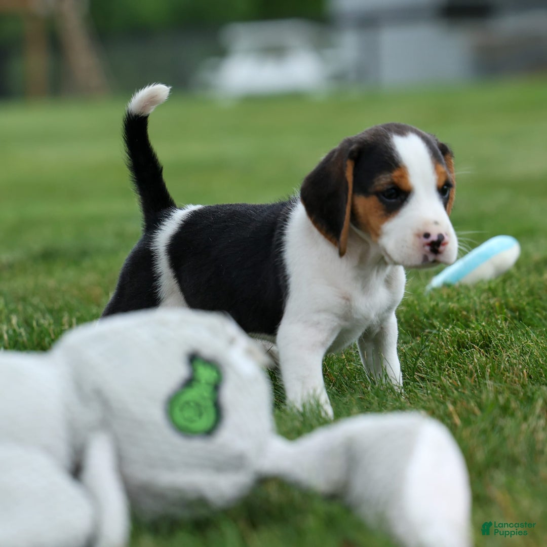 Beagle dogs for sale: Kobe - Image 16