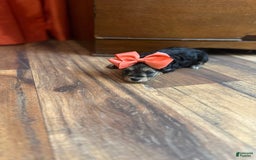 Yorkiepoo dogs for sale: Wren - Image 9