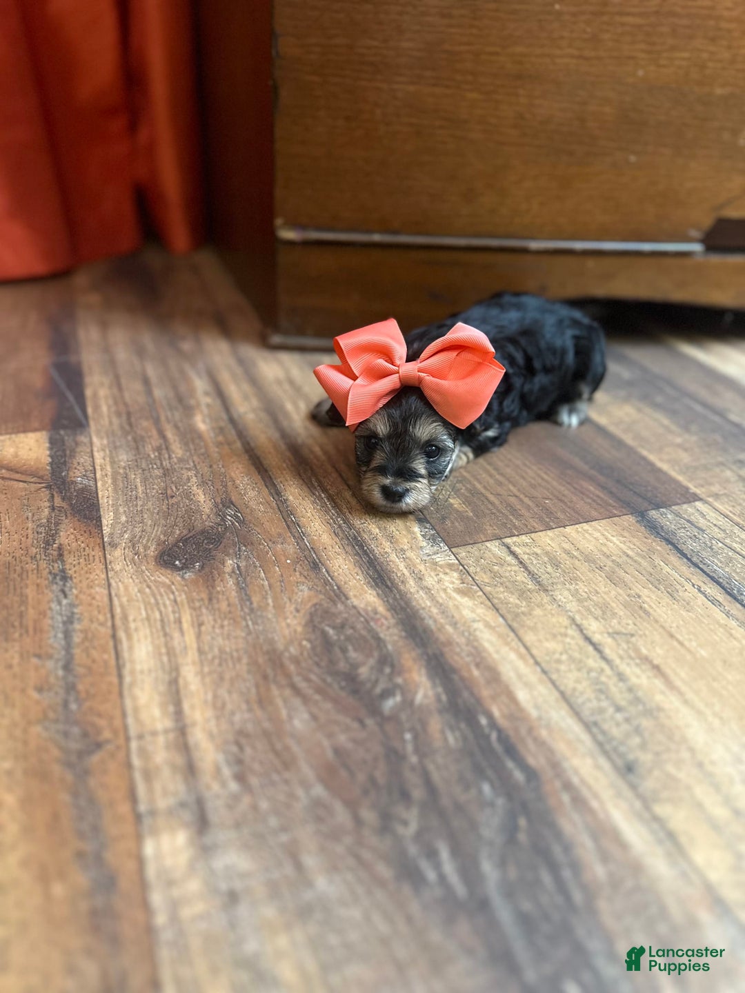 Yorkiepoo dogs for sale: Wren - Image 9
