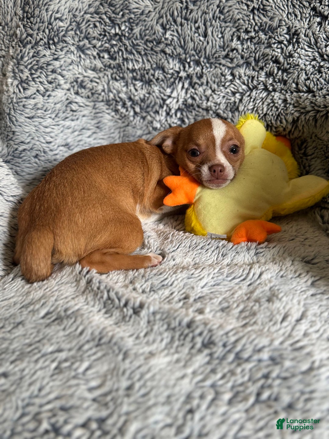 Chihuahua dogs for sale: Romeo - Image 1