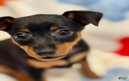 Miniature Pinscher dogs for sale: Bell - Image 3