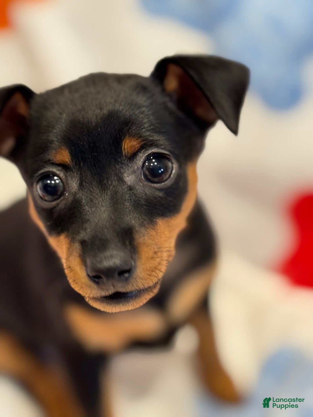 Miniature Pinscher dogs for sale: Bell - Image 3
