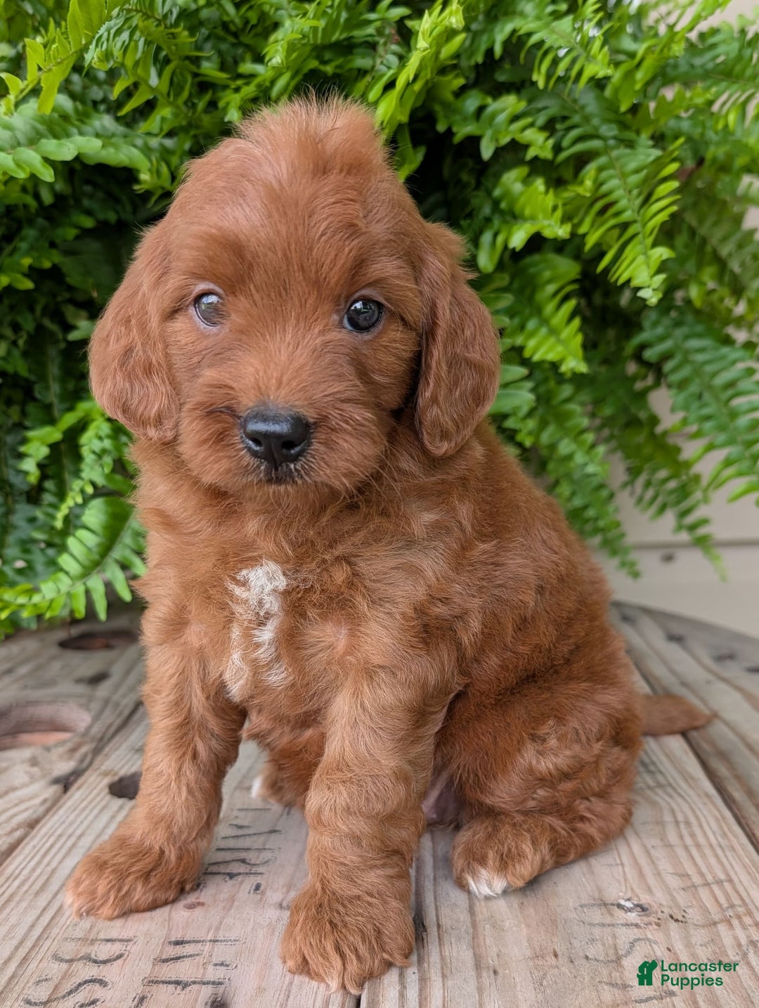 Mini Goldendoodle dogs for sale: Mini-wendy - Image 2
