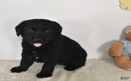 Labrador Retriever dogs for sale: Jesse - Image 3