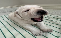 Labrador Retriever dogs for sale: Misty - Image 3