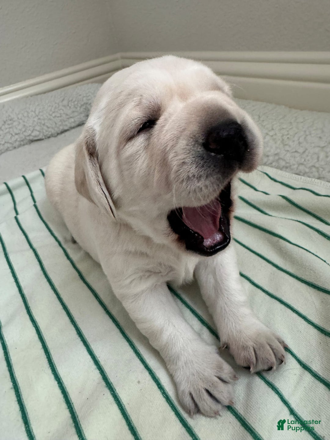 Labrador Retriever dogs for sale: Misty - Image 3