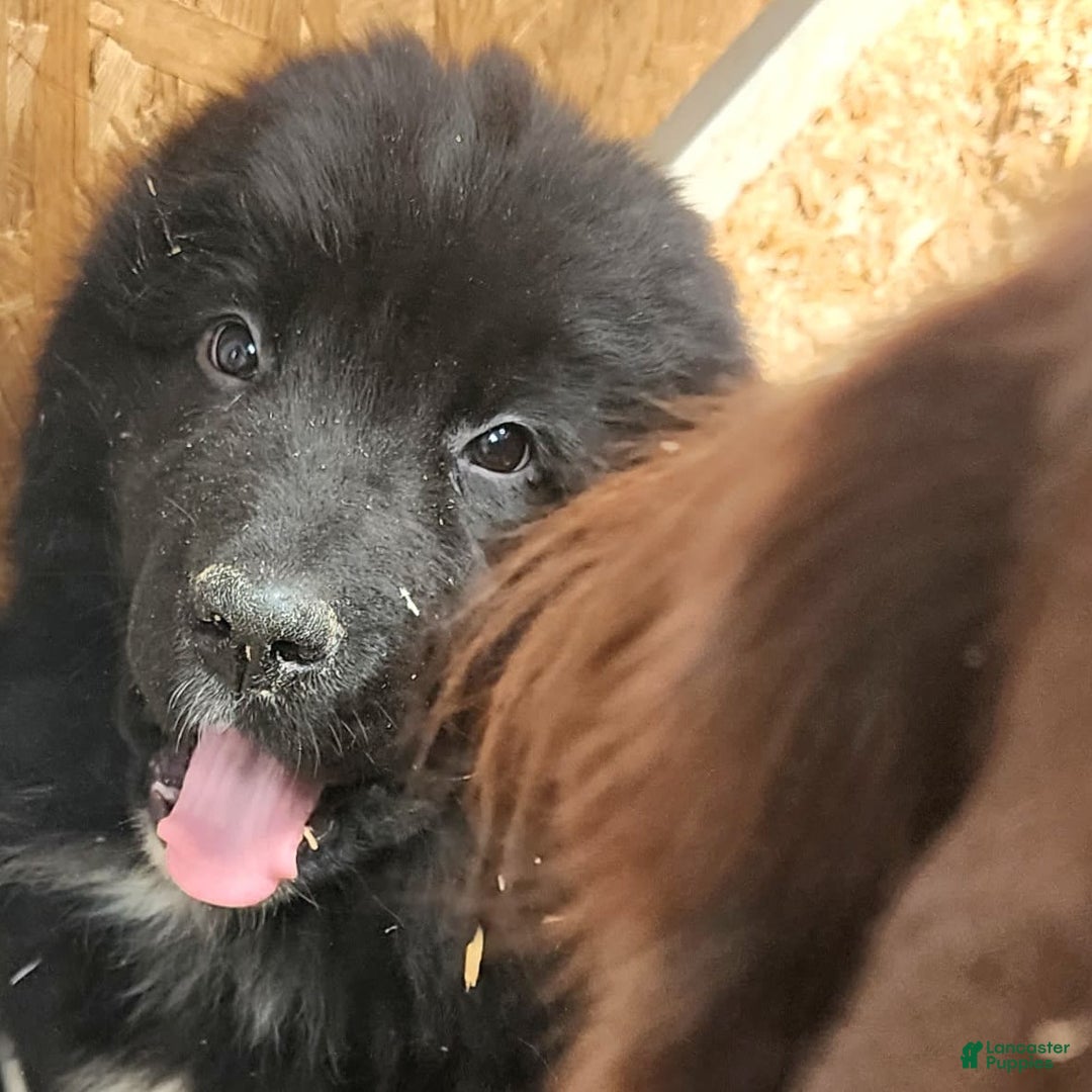 Newfoundland dogs for sale: Big Black Girl - Image 6