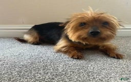 Yorkshire Terrier dogs for sale: Dora - Image 8