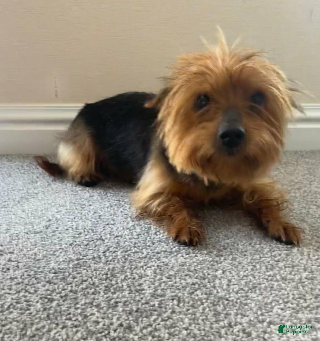 Yorkshire Terrier dogs for sale: Dora - Image 8