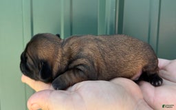 Shih Tzu dogs for sale: Astro - Image 3