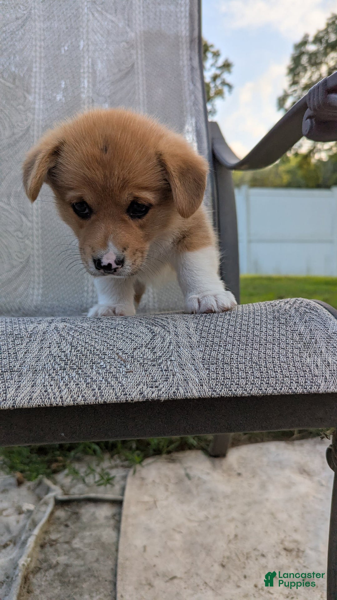 Welsh Corgi Pembroke dogs for sale: Redwhitefemale - Image 10