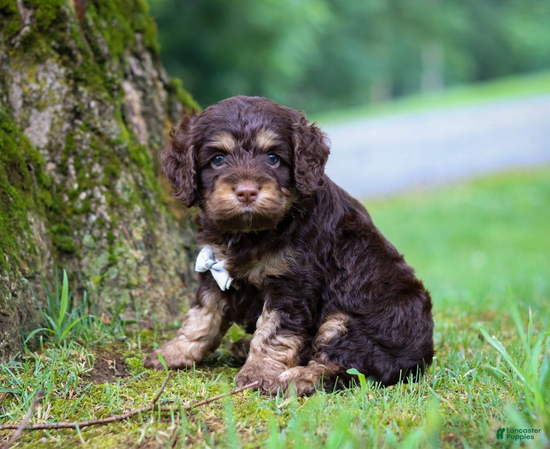 Cockapoo dogs for sale: Ace - Image 4