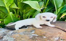 Miniature Dachshund dogs for sale: Carter LH - Image 3