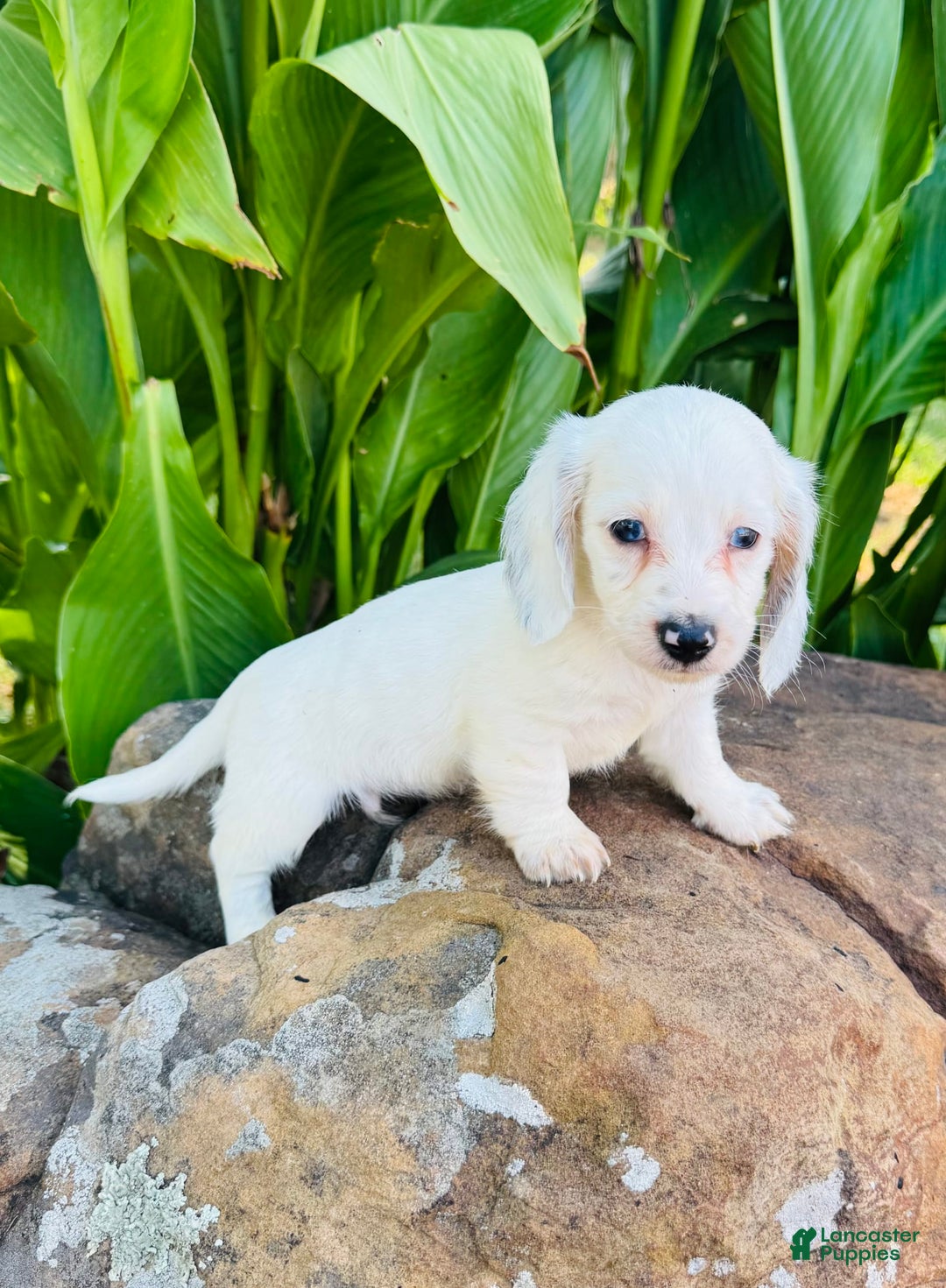 Miniature Dachshund dogs for sale: Carter LH - Image 3