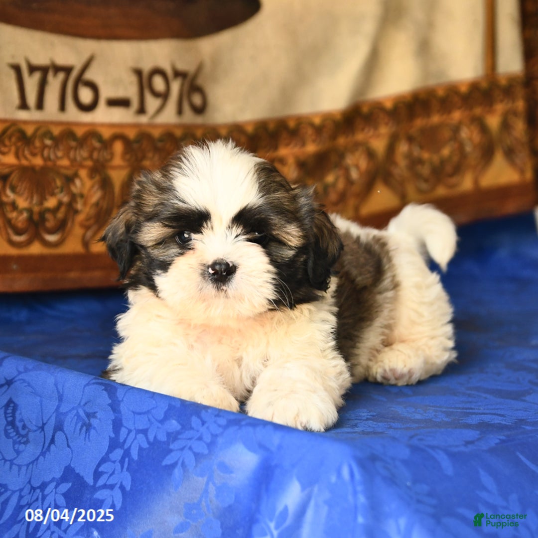 Shih Tzu dogs for sale: Shih Tzu 4 puppies - Image 2