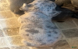 French Bulldog dogs for sale: Cookie - Image 5