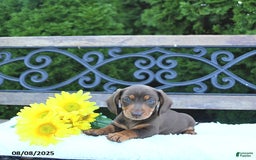 Miniature Dachshund dogs for sale: Ozzie - Image 4