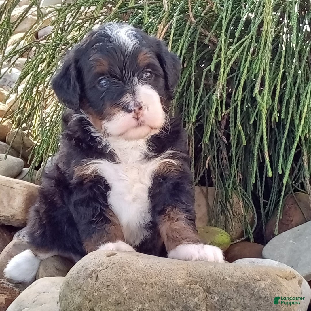 Mini Bernedoodle dogs for sale: Oakley - Image 12