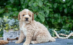 Miniature Poodle dogs for sale: Winston - Image 1