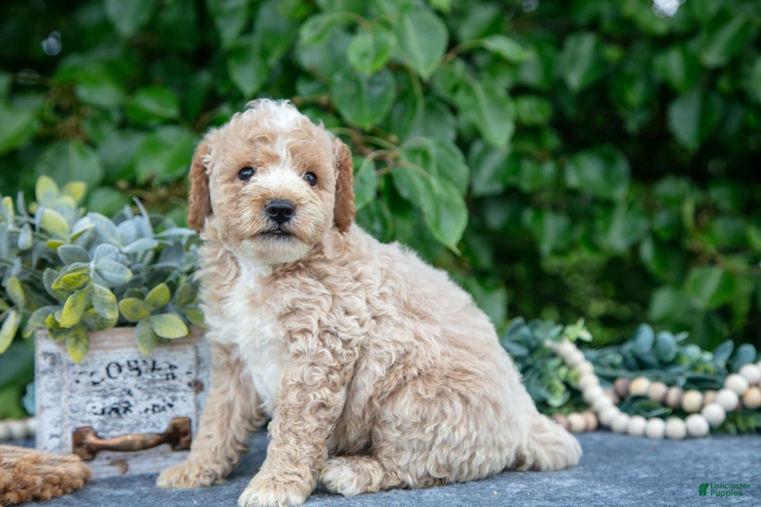 Miniature Poodle dogs for sale: Winston - Image 1
