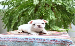 French Bulldog dogs for sale: French Bulldog 2 puppies - Image 4