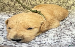 Goldendoodle dogs for sale: Bella Brown Collar Gd - Image 2