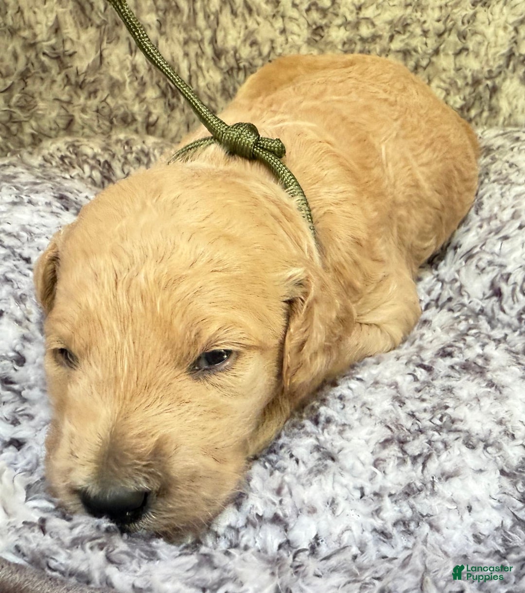 Goldendoodle dogs for sale: Bella Brown Collar Gd - Image 2