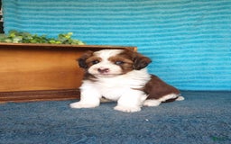Havanese dogs for sale: Sasha - Image 1