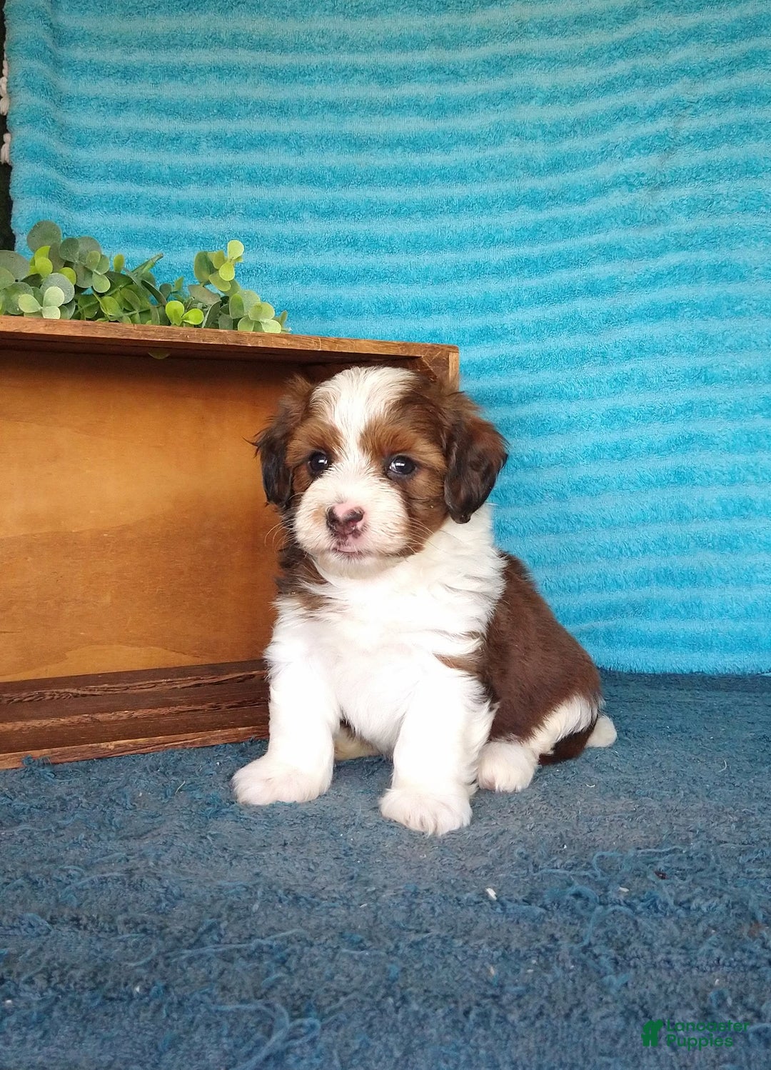 Havanese dogs for sale: Sasha - Image 1