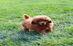 Miniature Poodle dogs for sale: Rita - Image 8