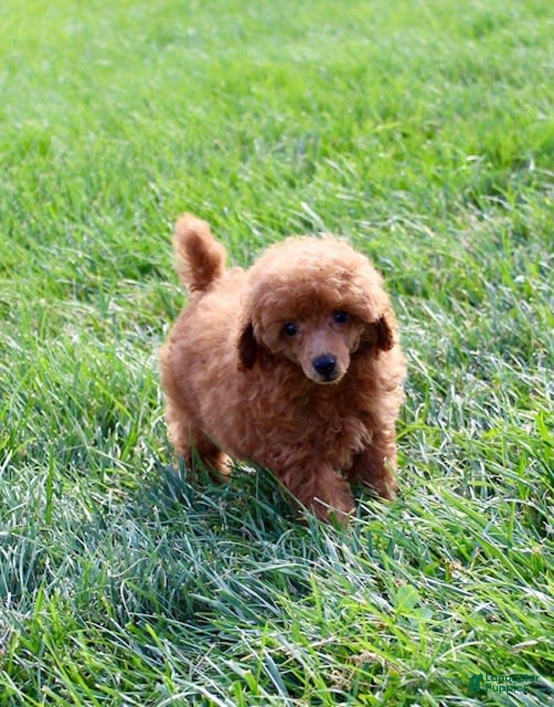 Miniature Poodle dogs for sale: Rita - Image 8