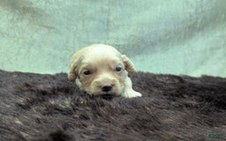 Cockapoo dogs for sale: Fishlegs - Image 16