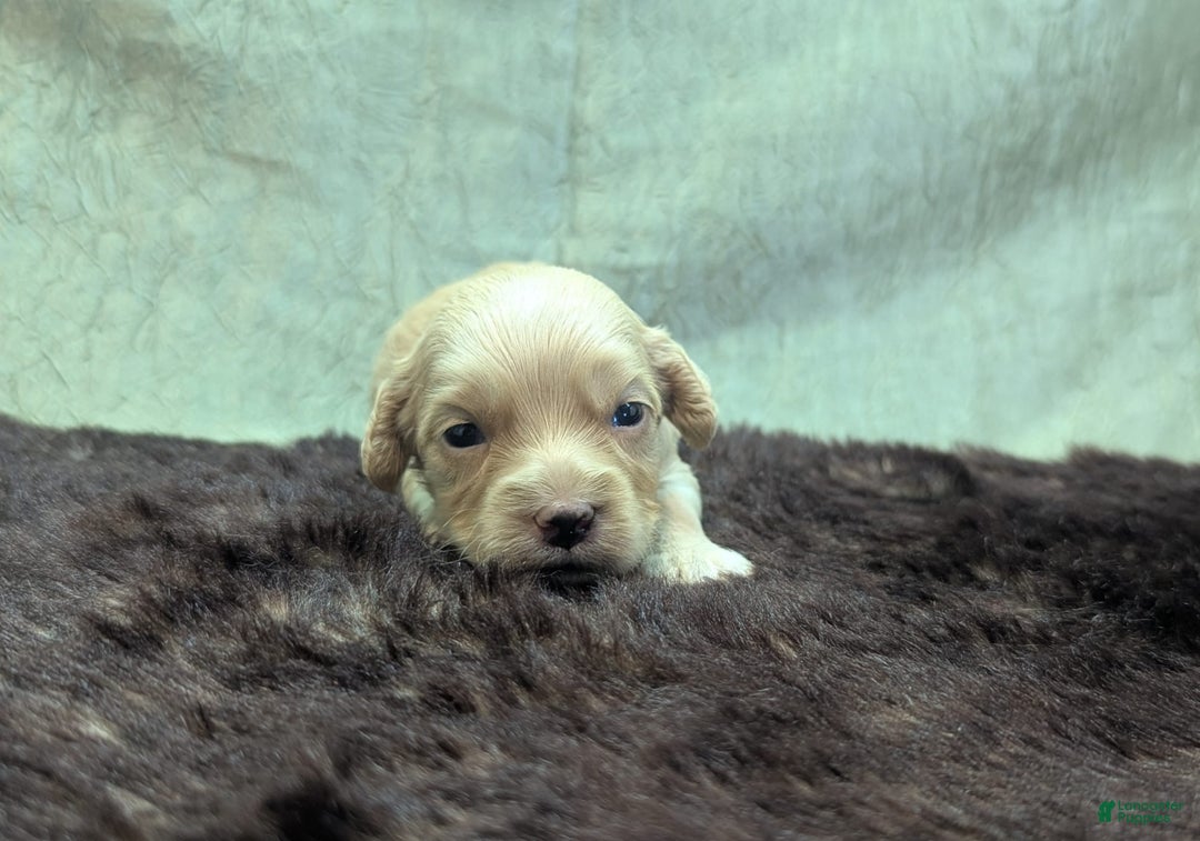 Cockapoo dogs for sale: Fishlegs - Image 16