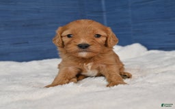 Cavapoo dogs for sale: Cavapoo 6 puppies - Image 29